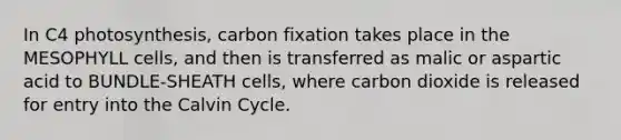 In C4 photosynthesis, carbon fixation takes place in the MESOPHYLL cells, and then is transferred as malic or aspartic acid to BUNDLE-SHEATH cells, where carbon dioxide is released for entry into the Calvin Cycle.