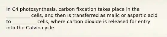 In C4 photosynthesis, carbon fixcation takes place in the __________ cells, and then is transferred as malic or aspartic acid to __________ cells, where carbon dioxide is released for entry into the Calvin cycle.