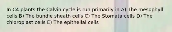 In C4 plants the Calvin cycle is run primarily in A) The mesophyll cells B) The bundle sheath cells C) The Stomata cells D) The chloroplast cells E) The epithelial cells