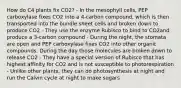 How do C4 plants fix CO2? - In the mesophyll cells, PEP carboxylase fixes CO2 into a 4-carbon compound, which is then transported into the bundle sheet cells and broken down to produce CO2 - They use the enzyme Rubisco to bind to CO2and produce a 3-carbon compound - During the night, the stomata are open and PEP carboxylase fixes CO2 into other organic compounds. During the day those molecules are broken down to release CO2 - They have a special version of Rubisco that has highest affinity for CO2 and is not susceptible to photorespiration - Unlike other plants, they can do photosynthesis at night and run the Calvin cycle at night to make sugars