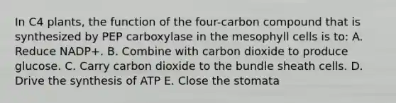 In C4 plants, the function of the four-carbon compound that is synthesized by PEP carboxylase in the mesophyll cells is to: A. Reduce NADP+. B. Combine with carbon dioxide to produce glucose. C. Carry carbon dioxide to the bundle sheath cells. D. Drive the synthesis of ATP E. Close the stomata