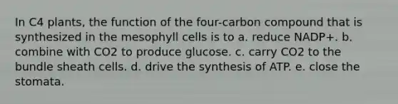 In C4 plants, the function of the four-carbon compound that is synthesized in the mesophyll cells is to a. reduce NADP+. b. combine with CO2 to produce glucose. c. carry CO2 to the bundle sheath cells. d. drive the synthesis of ATP. e. close the stomata.