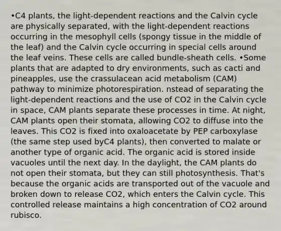 •C4 plants, the light-dependent reactions and the Calvin cycle are physically separated, with the light-dependent reactions occurring in the mesophyll cells (spongy tissue in the middle of the leaf) and the Calvin cycle occurring in special cells around the leaf veins. These cells are called bundle-sheath cells. •Some plants that are adapted to dry environments, such as cacti and pineapples, use the crassulacean acid metabolism (CAM) pathway to minimize photorespiration. nstead of separating the light-dependent reactions and the use of CO2 in the Calvin cycle in space, CAM plants separate these processes in time. At night, CAM plants open their stomata, allowing CO2 to diffuse into the leaves. This CO2 is fixed into oxaloacetate by PEP carboxylase (the same step used byC4 plants), then converted to malate or another type of organic acid. The organic acid is stored inside vacuoles until the next day. In the daylight, the CAM plants do not open their stomata, but they can still photosynthesis. That's because the organic acids are transported out of the vacuole and broken down to release CO2, which enters the Calvin cycle. This controlled release maintains a high concentration of CO2 around rubisco.