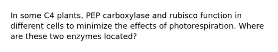 In some C4 plants, PEP carboxylase and rubisco function in different cells to minimize the effects of photorespiration. Where are these two enzymes located?