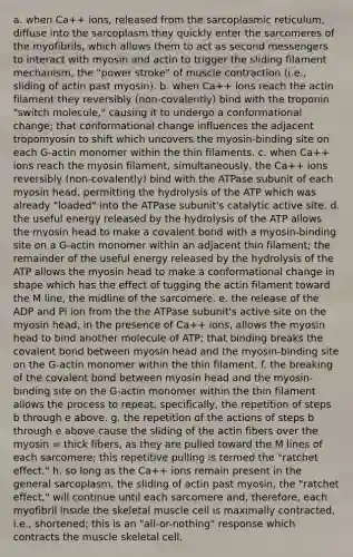 a. when Ca++ ions, released from the sarcoplasmic reticulum, diffuse into the sarcoplasm they quickly enter the sarcomeres of the myofibrils, which allows them to act as second messengers to interact with myosin and actin to trigger the sliding filament mechanism, the "power stroke" of muscle contraction (i.e., sliding of actin past myosin). b. when Ca++ ions reach the actin filament they reversibly (non-covalently) bind with the troponin "switch molecule," causing it to undergo a conformational change; that conformational change influences the adjacent tropomyosin to shift which uncovers the myosin-binding site on each G-actin monomer within the thin filaments. c. when Ca++ ions reach the myosin filament, simultaneously, the Ca++ ions reversibly (non-covalently) bind with the ATPase subunit of each myosin head, permitting the hydrolysis of the ATP which was already "loaded" into the ATPase subunit's catalytic active site. d. the useful energy released by the hydrolysis of the ATP allows the myosin head to make a covalent bond with a myosin-binding site on a G-actin monomer within an adjacent thin filament; the remainder of the useful energy released by the hydrolysis of the ATP allows the myosin head to make a conformational change in shape which has the effect of tugging the actin filament toward the M line, the midline of the sarcomere. e. the release of the ADP and Pi ion from the the ATPase subunit's active site on the myosin head, in the presence of Ca++ ions, allows the myosin head to bind another molecule of ATP; that binding breaks the covalent bond between myosin head and the myosin-binding site on the G-actin monomer within the thin filament. f. the breaking of the covalent bond between myosin head and the myosin-binding site on the G-actin monomer within the thin filament allows the process to repeat, specifically, the repetition of steps b through e above. g. the repetition of the actions of steps b through e above cause the sliding of the actin fibers over the myosin = thick fibers, as they are pulled toward the M lines of each sarcomere; this repetitive pulling is termed the "ratchet effect." h. so long as the Ca++ ions remain present in the general sarcoplasm, the sliding of actin past myosin, the "ratchet effect," will continue until each sarcomere and, therefore, each myofibril inside the skeletal muscle cell is maximally contracted, i.e., shortened; this is an "all-or-nothing" response which contracts the muscle skeletal cell.
