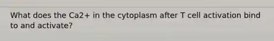 What does the Ca2+ in the cytoplasm after T cell activation bind to and activate?