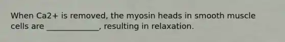 When Ca2+ is removed, the myosin heads in smooth muscle cells are _____________, resulting in relaxation.