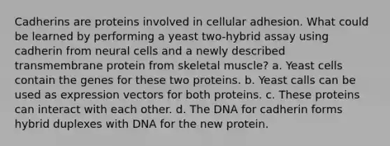 Cadherins are proteins involved in cellular adhesion. What could be learned by performing a yeast two-hybrid assay using cadherin from neural cells and a newly described transmembrane protein from skeletal muscle? a. Yeast cells contain the genes for these two proteins. b. Yeast calls can be used as expression vectors for both proteins. c. These proteins can interact with each other. d. The DNA for cadherin forms hybrid duplexes with DNA for the new protein.