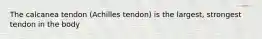 The calcanea tendon (Achilles tendon) is the largest, strongest tendon in the body