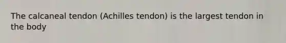 The calcaneal tendon (Achilles tendon) is the largest tendon in the body