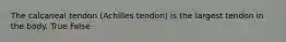 The calcaneal tendon (Achilles tendon) is the largest tendon in the body. True False