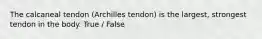 The calcaneal tendon (Archilles tendon) is the largest, strongest tendon in the body. True / False