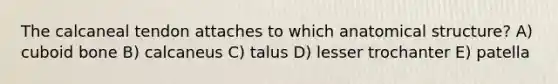 The calcaneal tendon attaches to which anatomical structure? A) cuboid bone B) calcaneus C) talus D) lesser trochanter E) patella