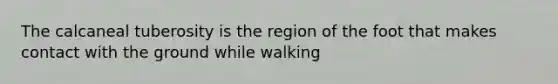 The calcaneal tuberosity is the region of the foot that makes contact with the ground while walking