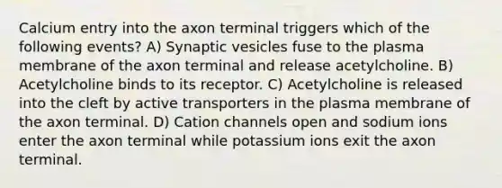 Calcium entry into the axon terminal triggers which of the following events? A) Synaptic vesicles fuse to the plasma membrane of the axon terminal and release acetylcholine. B) Acetylcholine binds to its receptor. C) Acetylcholine is released into the cleft by active transporters in the plasma membrane of the axon terminal. D) Cation channels open and sodium ions enter the axon terminal while potassium ions exit the axon terminal.