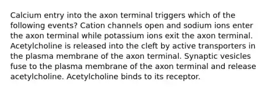 Calcium entry into the axon terminal triggers which of the following events? Cation channels open and sodium ions enter the axon terminal while potassium ions exit the axon terminal. Acetylcholine is released into the cleft by active transporters in the plasma membrane of the axon terminal. Synaptic vesicles fuse to the plasma membrane of the axon terminal and release acetylcholine. Acetylcholine binds to its receptor.