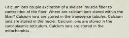 Calcium ions couple excitation of a skeletal muscle fiber to contraction of the fiber. Where are calcium ions stored within the fiber? Calcium ions are stored in the transverse tubules. Calcium ions are stored in the nuclei. Calcium ions are stored in the sarcoplasmic reticulum. Calcium ions are stored in the mitochondria.