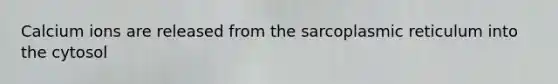 Calcium ions are released from the sarcoplasmic reticulum into the cytosol
