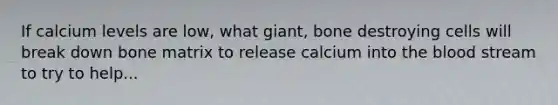 If calcium levels are low, what giant, bone destroying cells will break down bone matrix to release calcium into the blood stream to try to help...