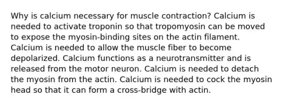 Why is calcium necessary for muscle contraction? Calcium is needed to activate troponin so that tropomyosin can be moved to expose the myosin-binding sites on the actin filament. Calcium is needed to allow the muscle fiber to become depolarized. Calcium functions as a neurotransmitter and is released from the motor neuron. Calcium is needed to detach the myosin from the actin. Calcium is needed to cock the myosin head so that it can form a cross-bridge with actin.