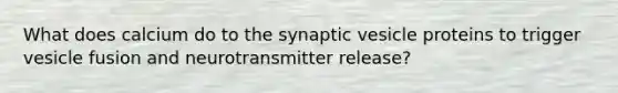 What does calcium do to the synaptic vesicle proteins to trigger vesicle fusion and neurotransmitter release?