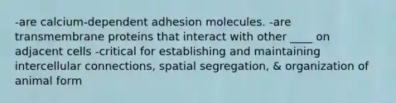 -are calcium-dependent adhesion molecules. -are transmembrane proteins that interact with other ____ on adjacent cells -critical for establishing and maintaining intercellular connections, spatial segregation, & organization of animal form