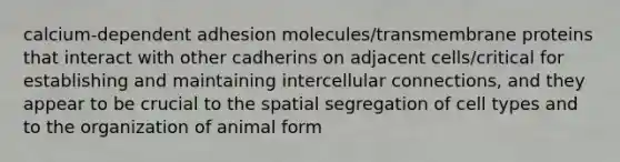 calcium-dependent adhesion molecules/transmembrane proteins that interact with other cadherins on adjacent cells/critical for establishing and maintaining intercellular connections, and they appear to be crucial to the spatial segregation of cell types and to the organization of animal form