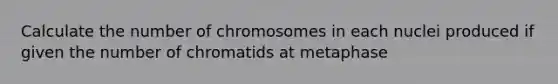 Calculate the number of chromosomes in each nuclei produced if given the number of chromatids at metaphase