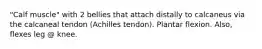 "Calf muscle" with 2 bellies that attach distally to calcaneus via the calcaneal tendon (Achilles tendon). Plantar flexion. Also, flexes leg @ knee.