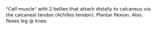 "Calf muscle" with 2 bellies that attach distally to calcaneus via the calcaneal tendon (Achilles tendon). Plantar flexion. Also, flexes leg @ knee.