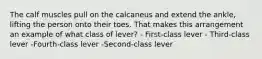 The calf muscles pull on the calcaneus and extend the ankle, lifting the person onto their toes. That makes this arrangement an example of what class of lever? - First-class lever - Third-class lever -Fourth-class lever -Second-class lever