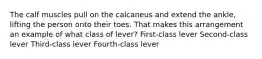 The calf muscles pull on the calcaneus and extend the ankle, lifting the person onto their toes. That makes this arrangement an example of what class of lever? First-class lever Second-class lever Third-class lever Fourth-class lever