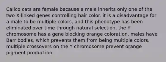 Calico cats are female because a male inherits only one of the two X-linked genes controlling hair color. it is a disadvantage for a male to be multiple colors, and this phenotype has been eliminated over time through natural selection. the Y chromosome has a gene blocking orange coloration. males have Barr bodies, which prevents them from being multiple colors. multiple crossovers on the Y chromosome prevent orange pigment production.