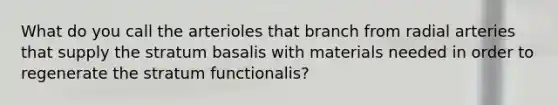 What do you call the arterioles that branch from radial arteries that supply the stratum basalis with materials needed in order to regenerate the stratum functionalis?