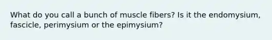 What do you call a bunch of muscle fibers? Is it the endomysium, fascicle, perimysium or the epimysium?