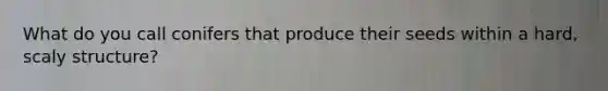 What do you call conifers that produce their seeds within a hard, scaly structure?