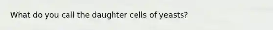 What do you call the daughter cells of yeasts?