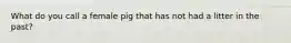 What do you call a female pig that has not had a litter in the past?