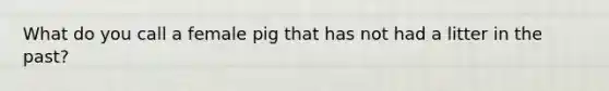 What do you call a female pig that has not had a litter in the past?