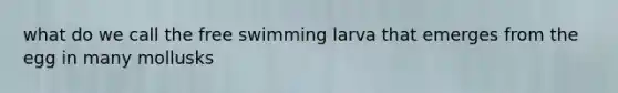 what do we call the free swimming larva that emerges from the egg in many mollusks