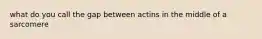 what do you call the gap between actins in the middle of a sarcomere