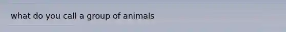 what do you call a group of animals