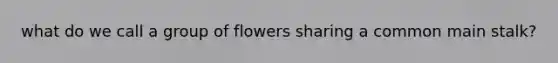 what do we call a group of flowers sharing a common main stalk?