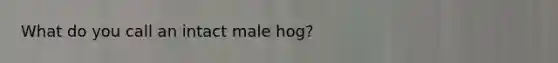 What do you call an intact male hog?