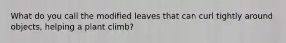 What do you call the modified leaves that can curl tightly around objects, helping a plant climb?