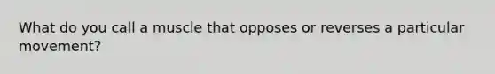 What do you call a muscle that opposes or reverses a particular movement?