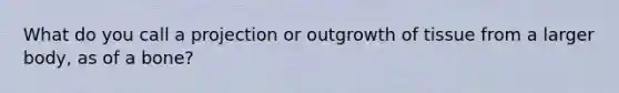 What do you call a projection or outgrowth of tissue from a larger body, as of a bone?