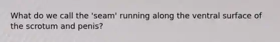 What do we call the 'seam' running along the ventral surface of the scrotum and penis?