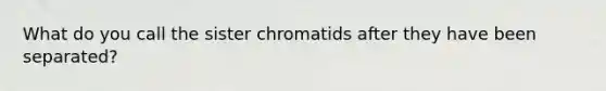 What do you call the sister chromatids after they have been separated?