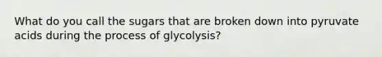 What do you call the sugars that are broken down into pyruvate acids during the process of glycolysis?